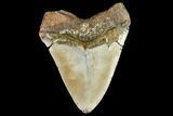 Fossil Megalodon Tooth - North Carolina #109833-2
